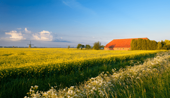 Vakantiehuis thema Vakantiehuis goedkoop Nederland